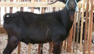 Defra publishes response to religious slaughter consultation Defra publishes response to religious slaughter consultation