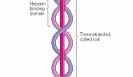Laminin is not proof of Jesus. Sorry.