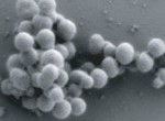 Synthetic cell cheered as evidence for Intelligent Design Synthetic cell cheered as evidence for Intelligent Design