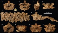 Garden of Eden Serpent Found