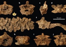 Garden of Eden Serpent Found