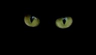 We condemn more when we think we’re being watched We condemn more when we think we’re being watched