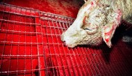 Barbaric “halal” and “kosher” butchering now commonplace in Britain