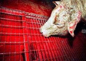 Barbaric “halal” and “kosher” butchering now commonplace in Britain