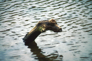 22-Nessie