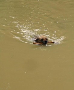 border-terrier-water