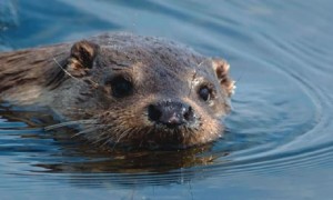 otterswim